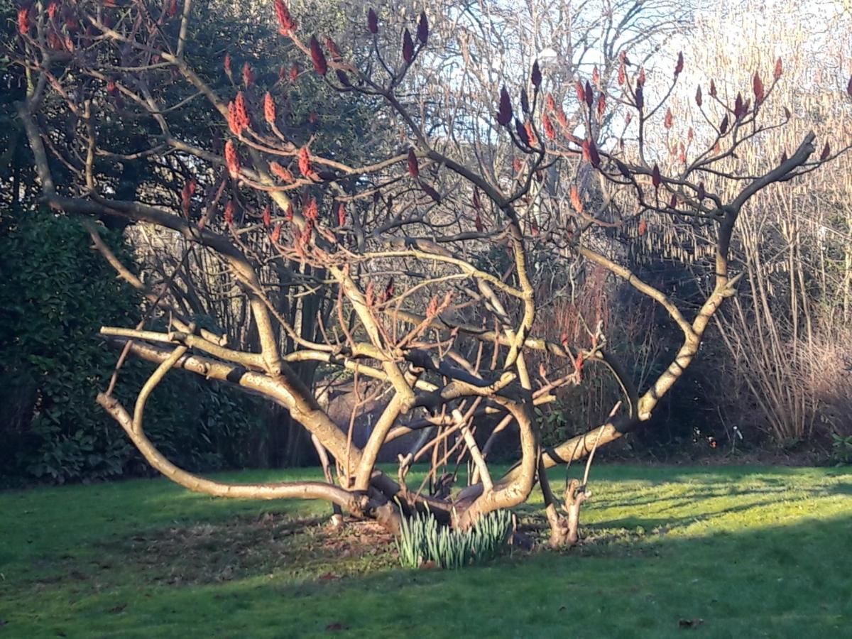 Uccle Un Grand Jardin En Ville. Chez Guy מראה חיצוני תמונה